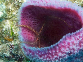 Brittle Starfish in Purple Vase Sponge IMG 5228